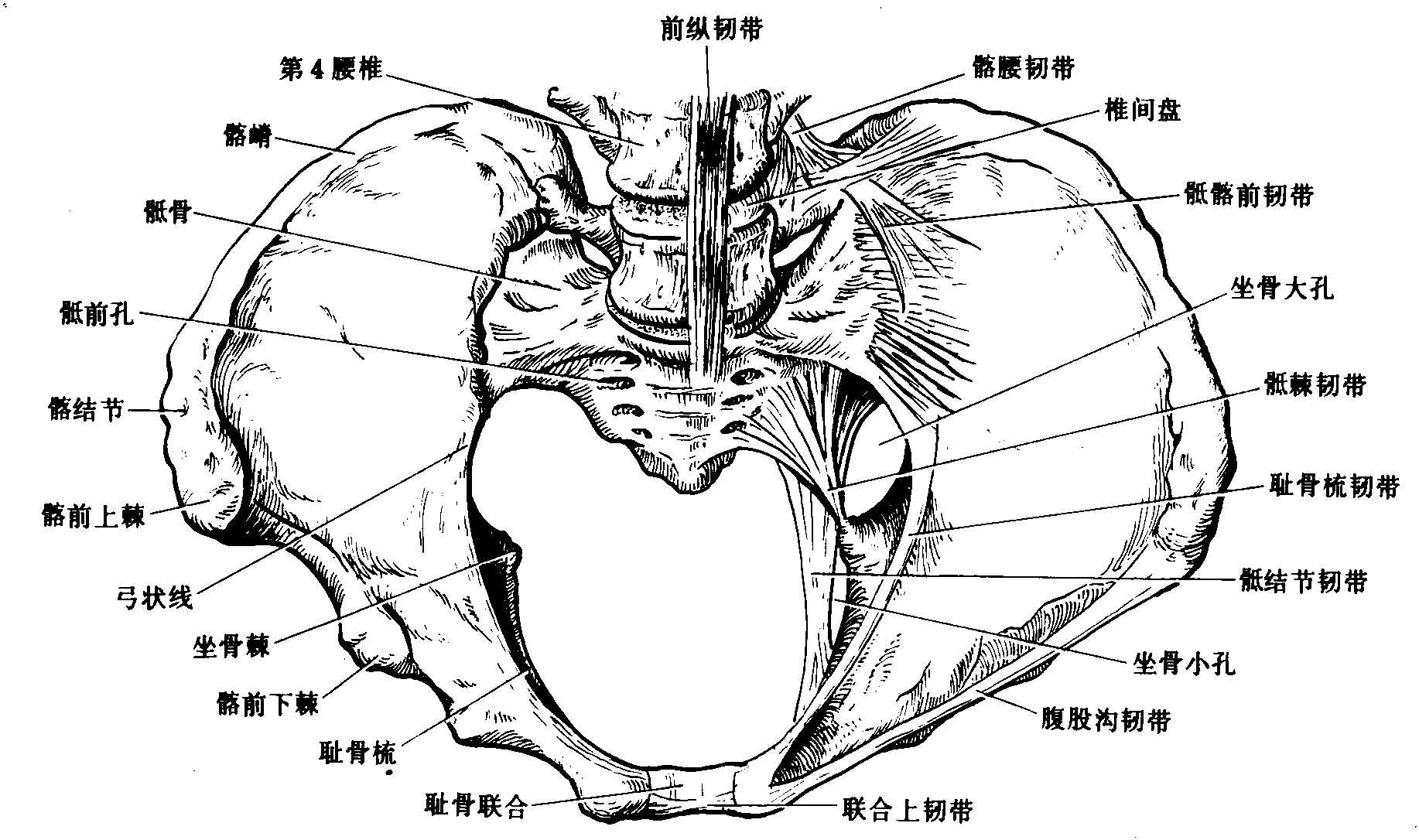 坐骨大孔内容物图片